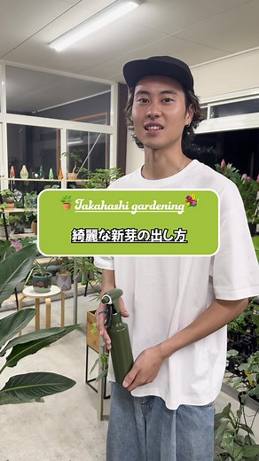観葉植物の新芽を美しく育てる方法