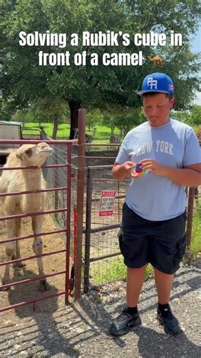 Solving a Rubik’s cube in front of a camel 🐪 #rubikscube #shorts #cubing #speedcubing #fyp