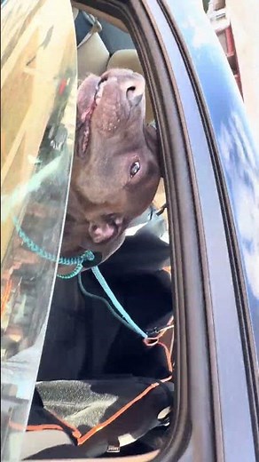 Back Seat Extender for Dogs | Cozy Pet Car Bed with Hard Bottom Support #ad 💖