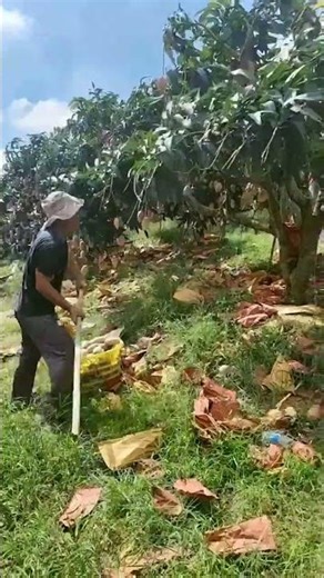 The process of picking mangoes. Clever ways to help with picking