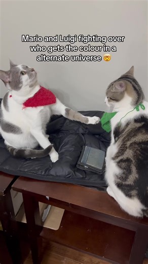 Mario and Luigi Cat Fight in Alternate Universe! 🐱😂
