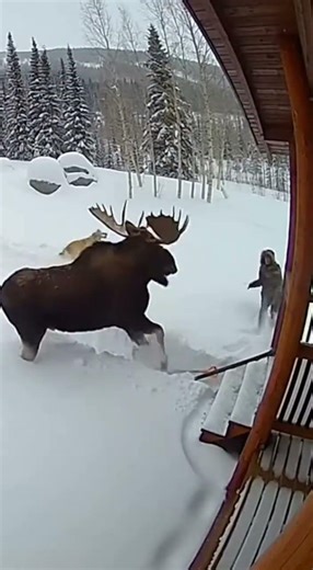 Never Expected to See This While Clearing Snow #moose #surprise #animals