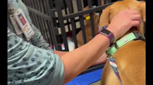 8.7K views · 149 reactions | Nelson is up for adoption! He’s perfect. This sweet baby has been through so much. Please help Animal Ark Rescue find him a forever home.  Call: (706) 289-8495 for more info. | Elizabeth White | Facebook