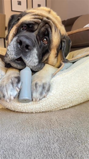 20K views · 645 reactions | Anyone else like chewing on the lint roller plastic?….. . | Fronkythemastiff | Facebook