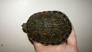 Nicaraguan Slider Facts - All Turtles