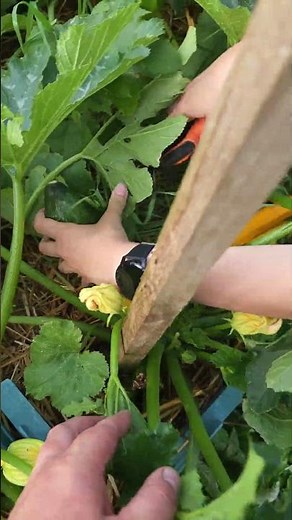 První cukety ! 🥒 Sklizeň plná radosti ze zahrady ☀️ #cuketa #zahrada #sklizeň