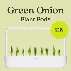 Say hello to your new favorite pod! 👋 Green Onions grow quickly and taste amazing. Your stir-fries will never be the same! | Click & Grow