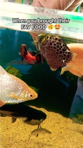 ❤️#oscarfish#aquarium#shortsfeed#bhiwandi#kurla#crawfordmarket#galiffstreetpetmarket#pets#ytshorts