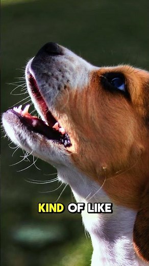 Why Do Dogs Smile? The Truth Behind That Happy Face!