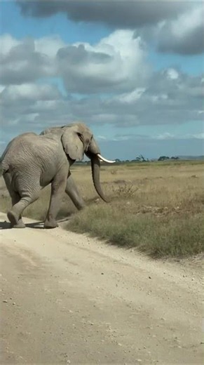Observing Elephants, Amboseli, Bencia Africa Adventure and Safaris from Sagar D. 🇰🇪