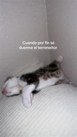 Mi Ollie: cuando por fin se duerme el terreneitor
