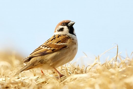 11 Spiritual Meanings of Birds in the Bible (Simple List)
