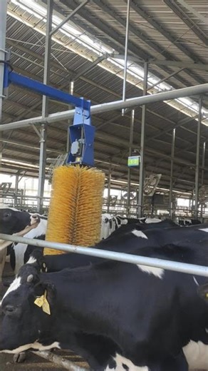 Real shot! How cool it is to rub this body brush on the cow#cow brush#farming #cow