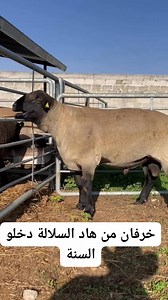 770K views · 6.4K reactions | سلالة سافولك #المواشي #أغنام #ولادجلال #عيدكم #الجزائر #المستوردة #الأضحى #عملاق | Sheep breeds سلالات الأغنام | Facebook