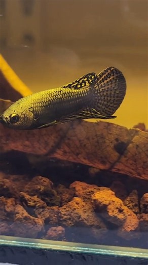 Betta Fish Wild Betta Hybrid Copper#bettafish #betta #fish