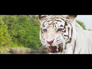 White Tigers Attacking on Commando Team - Roar Tigers of the Sundarbans (2014) | Full HD 1080p