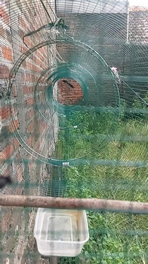 #muraiBrillBFSda #brillbird