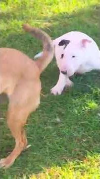 Cultural Note: In Hindu mythology, dogs are associated with Bhairava and are considered sacred