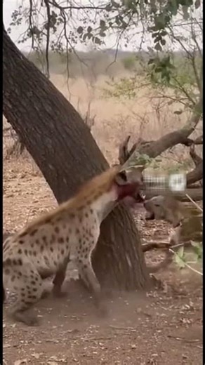 Leopard vs Hyena: Tree Fight Chaos 😂🌳💥
