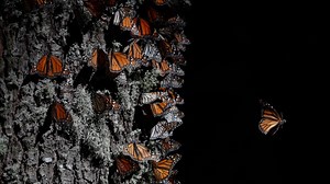 Monarch Butterflies Fly Through San Diego on Annual Migration to Mexico