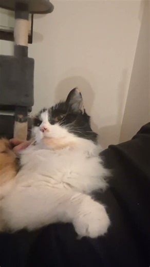 Dis cat likes the Heavy!