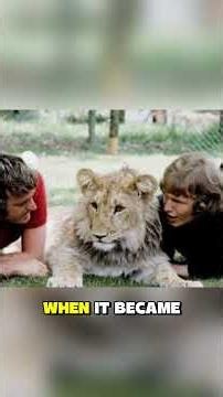Christian the Lion – The Emotional Reunion After One Year