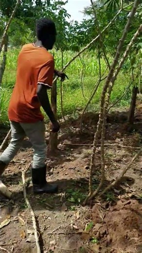 Banana project update… they’re doing great! 🍌🔥 #morning #farming #nature