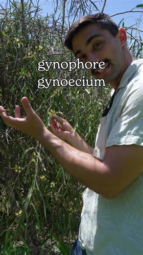 Let's Botanize - Gynophore #shorts #plantscience #botany #letsbotanize