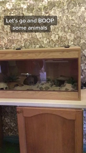 Let’s go BOOP some animals! #cute #boop #greenlandsfarmvillage #pettingzoo #trend #boopchallenge