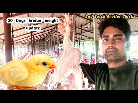 Broiler Farming 20th Day Update | Weight Check, Feed Consumption & Farm Condition | Second Batch 🐔