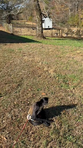 400K views · 17K reactions | Obviously a scary imposter was on our property today and has spidermonkey Birdy tore up | Our Life Adventures | Facebook