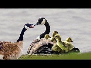 Canada Goose – Cool But Aggressive Waterfowl Birds