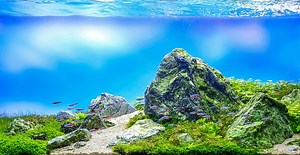 Aquarium Steine - Auswahlkriterien, Vorbereitung, Steinsorten