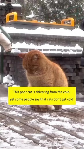 During cold periods, we need to pay more attention to street animals😢#lovelyanimals #cat