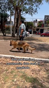 5.4K views · 98 reactions |  ¡Tu perro puede aprender rápido!  Con nuestras técnicas de adiestramiento, lo harás en tiempo récord ¿Quieres más tips? ¡Sigue nuestra cuenta ahora!⤵️ @entrenamiento_mascota @entrenamiento_mascota @entrenamiento_mascota Creditos:@Amantes Pastor Alemán #EntrenamientoRápido #PerrosInteligentes #AdiestramientoCanino #CuidaTuPerro | Entrenamiento Canino | Facebook