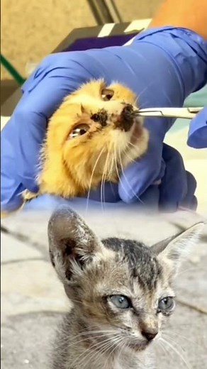 Vet Removes Botfly from Kitten’s Nose | Shocking Parasite Removal Rescue 🐱🩺#animalrescue