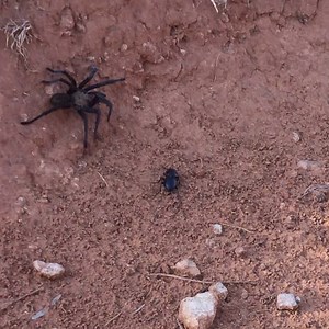 High traffic on the trails and roads! Brown Tarantula Males are scurrying to find their mate before summer’s end. Female tarantulas stay in their dens waiting for the males. Please be careful while driving, slow down for them to pass. Make sure to follow the leave no trace rule and keep a respectful distance! #palodurocanyon #txstateparks | Palo Duro Canyon State Park - Texas Parks and Wildlife