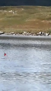 79K views · 416 reactions | 20 år gamle minner! Part 7 | Fiske i Nord-Norge | Facebook