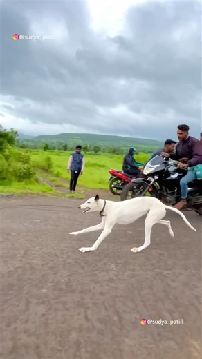 Kolhapur dog race 🚀😱 || kolhapur dog racing / dog race maharashtra || #shorts #arfyads