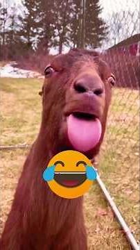 Savage Llamas Spitting Compilation