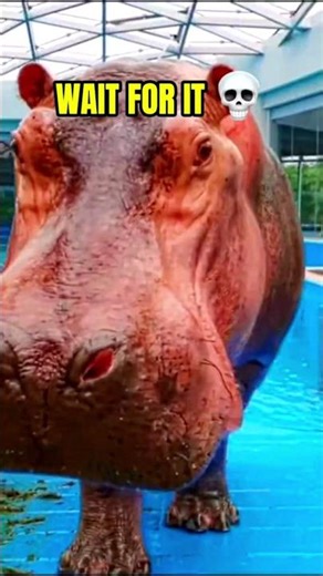 Best Animal Transformation Part 5 | Epic Animal Morph #Shorts