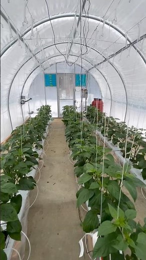 Bell Peppers are finally growing! Hydroponic Greenhouse Update #farming #growpeppers #smallbusiness