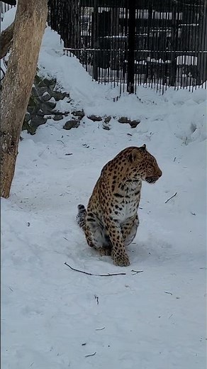 Endangered Amur Leopard | Awareness