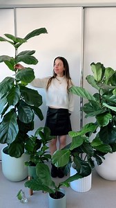 Have you noticed red spots, blisters, or tiny crystals on your Fiddle Leaf Fig and are panicking?! Don’t worry too much yet, it is likely edema. Edema happens when you, causing cells to burst. The good news? Edema isn’t contagious! It won’t spread to your other plants. 🌿 Why it happens: • Overwatering: I water mine every 10-14 days, the like to dry out in between! • Poor Drainage: Soggy or dense oil is a big no-no for Fiddle Leaf Figs. Go for a chunky mix. • High Humidity: While they like some 