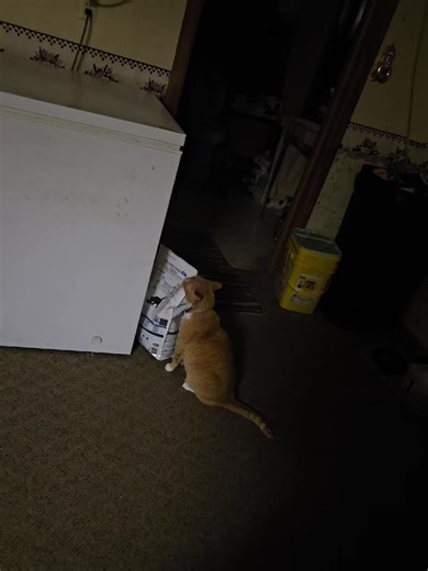 Katie Pie (@koalakatiepie)’s videos with The Best Thing I've Ever Seen by @goodchildrenpod - TikTok for Business