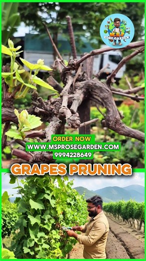 Pruning grapes 🍇 for fruiting and new growth 🪴 #gardening #offer #terracegardening #grapes 🍇