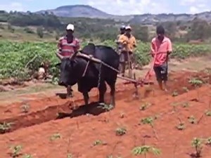 la kassine sur les hauts plateaux de Madagascar