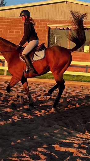 Our partial leasing program provides students with the opportunity to deepen their connection to riding and horses. This program serves as a vital bridge between weekly lessons and the responsibilities of full horse ownership, allowing students to experience the joys of a more consistent and immersive relationship with a specific horse. Beyond enhancing riding skills, partial leasing teaches important life lessons about commitment, responsibility, and empathy. Students develop a deeper understan