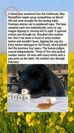 A black bear wandered into the Colebrook #facts #dailyfacts #news #usafacts