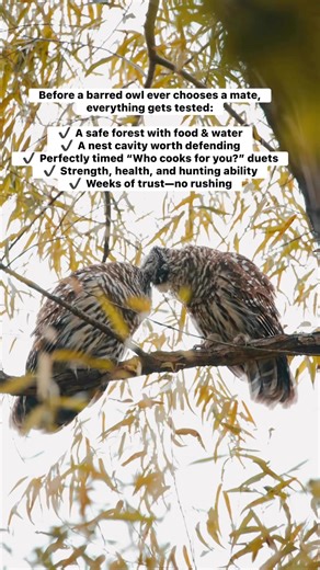 Before a barred owl ever chooses a mate, everything gets tested: ✔️ A safe forest with food & water ✔️ A nest cavity worth defending ✔️ Perfectly timed “Who cooks for you?” duets ✔️ Strength, health, and hunting ability ✔️ Weeks of trust—no rushing And here’s the part most people don’t know 👇 The female makes the final call. If she doesn’t answer… it’s over. Silence means no match. When it does work? They often bond for life. 🖤 Nature’s version of “if he wanted to, he would.” 👇 Have you ever 